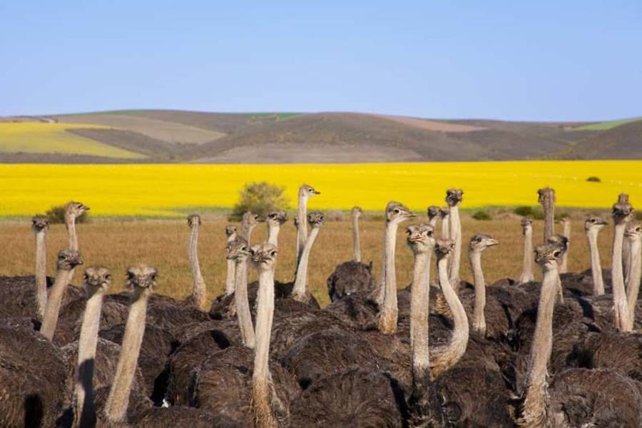 Die Garden Route Südafrikas